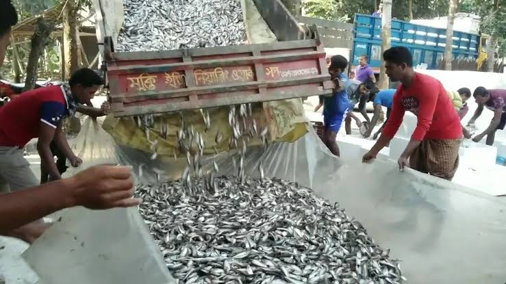 পাবদা মাছ উৎপাদনে সাতক্ষীরার মৎস্য চাষীদের সাফল্য