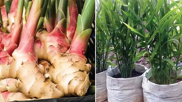 জয়পুরহাটের রুস্তম আলীর বস্তায় আদা চাষে অভিনব সাফল্য