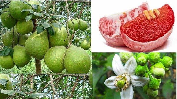 বাতাবি লেবু: পুষ্টিগুণে সমৃদ্ধ হলেও জনপ্রিয়তায় পিছিয়ে