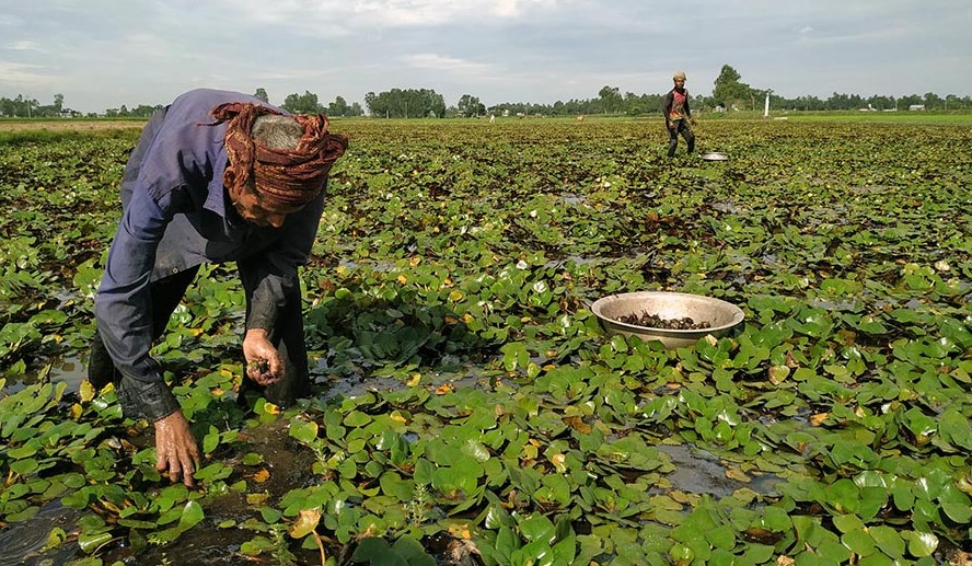 পানিফল চাষে খরচ কম,  বেশি লাভ