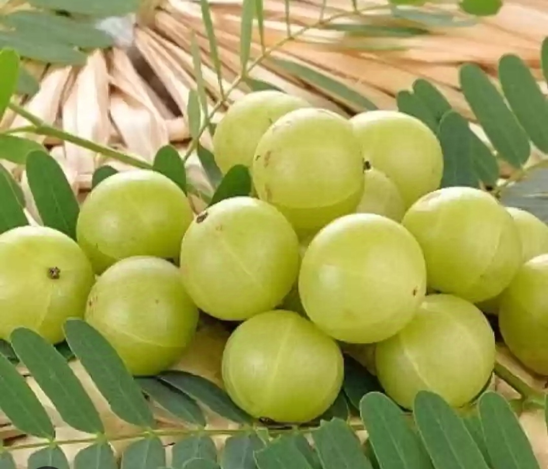 আমলকী: দৃষ্টিশক্তি বাড়াতে কতটা কার্যকর?