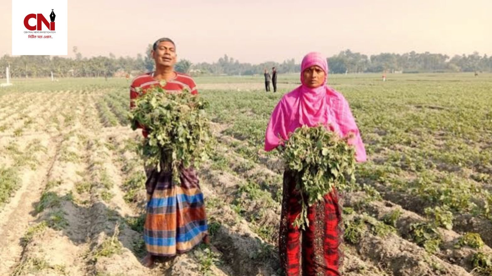 রাতের আঁধারে ৫০ শতক জমির আলুর গাছ উপড়ে ফেলেছে দুর্বৃত্তরা