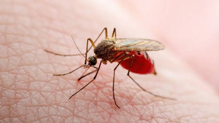 সারাদেশে ডেঙ্গুতে ২৪ ঘন্টায় ৩ জনের মৃত্যু, হাসপাতালে ১৪১