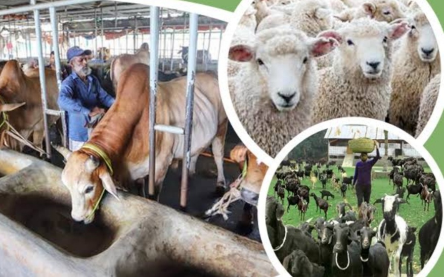 বাংলাদেশসহ বিশ্বের বিভিন্ন দেশ থেকে গবাদিপশু পণ্য আমদানি নিষিদ্ধ করল চীন