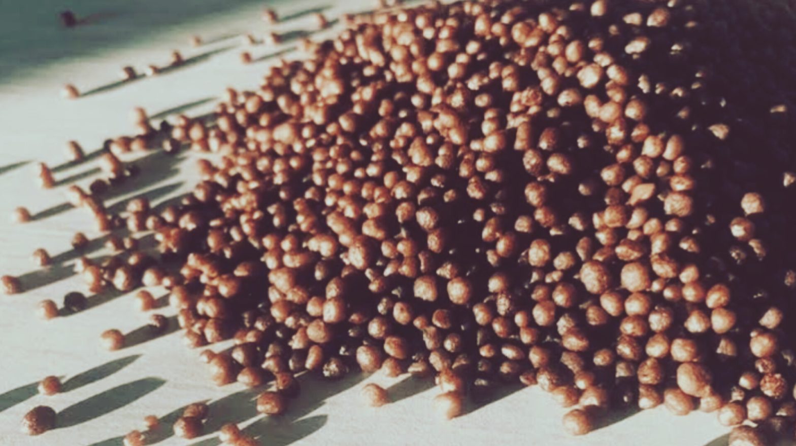 কৃষিখাতে ব্যবহারে ৫০ হাজার টন ডিএপি-ফসফরিক কিনবে সরকার