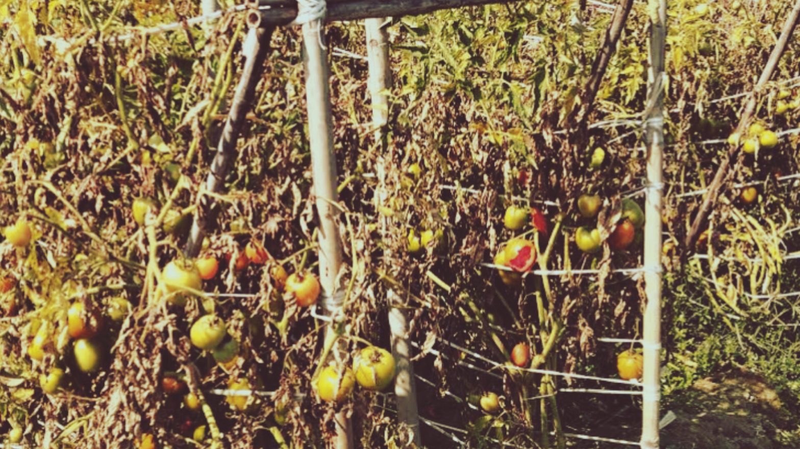 ক্ষেতেই পচে নষ্ট হচ্ছে টমেটো, বিপাকে কৃষক